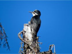 Black-backed Woodpecker